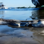 lakemacseamonster