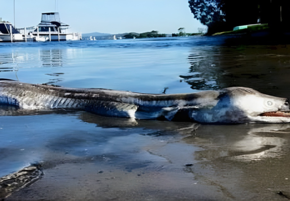 lakemacseamonster