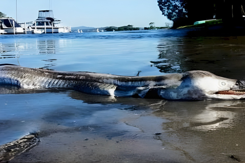 lakemacseamonster
